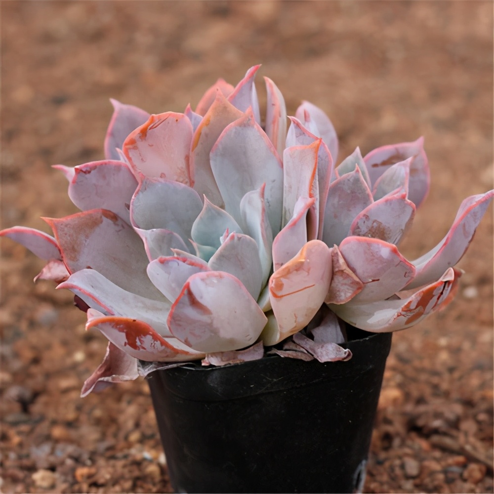 一款粉嫩的多肉叫红粉佳人晒晒太阳叶子变色容易养成老桩