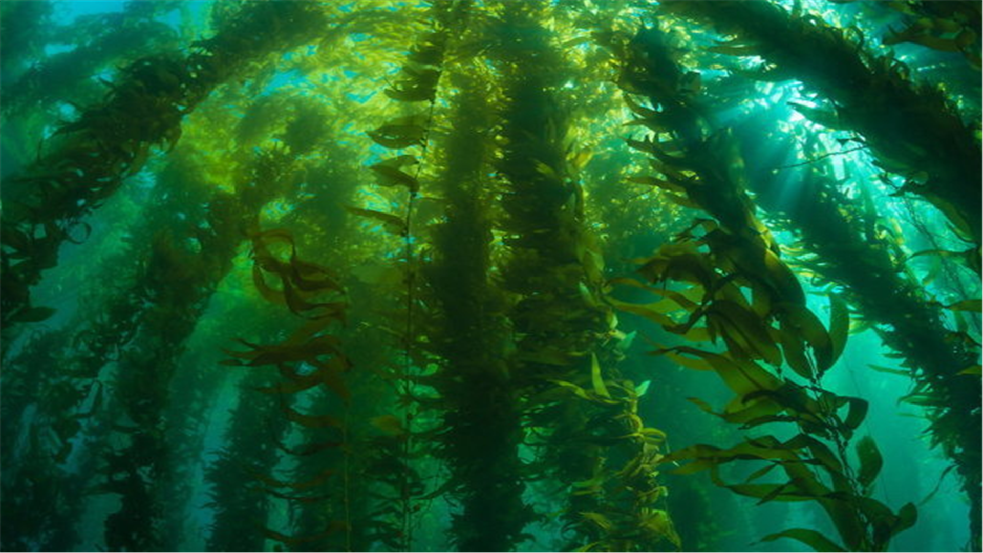 一眼看到70米海底的"透明海",为何却被称作"海上墓场"?|哥伦布|马尾藻