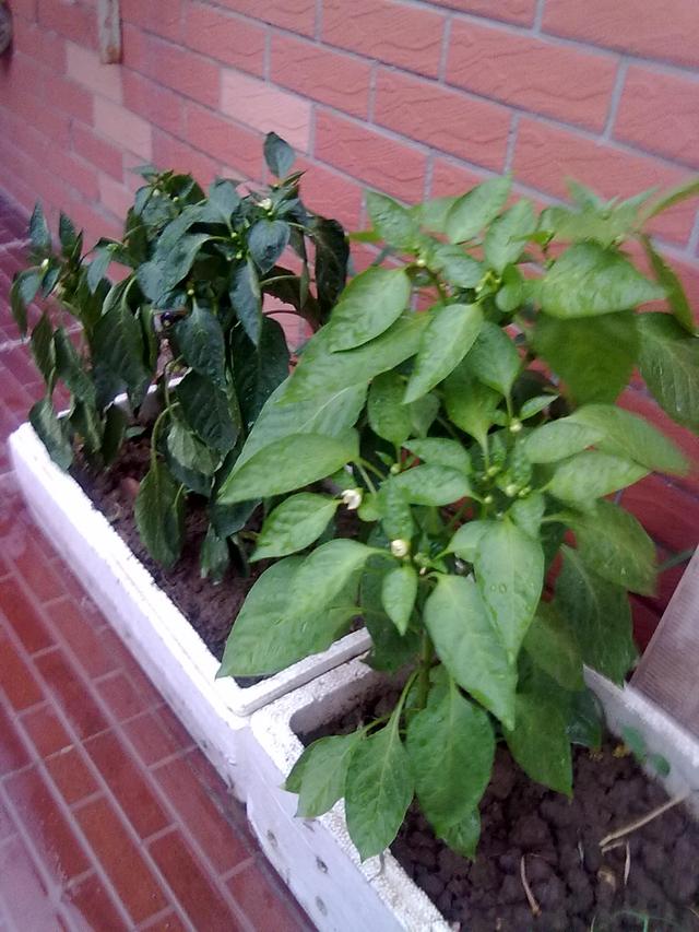 阳台种棵小辣椒