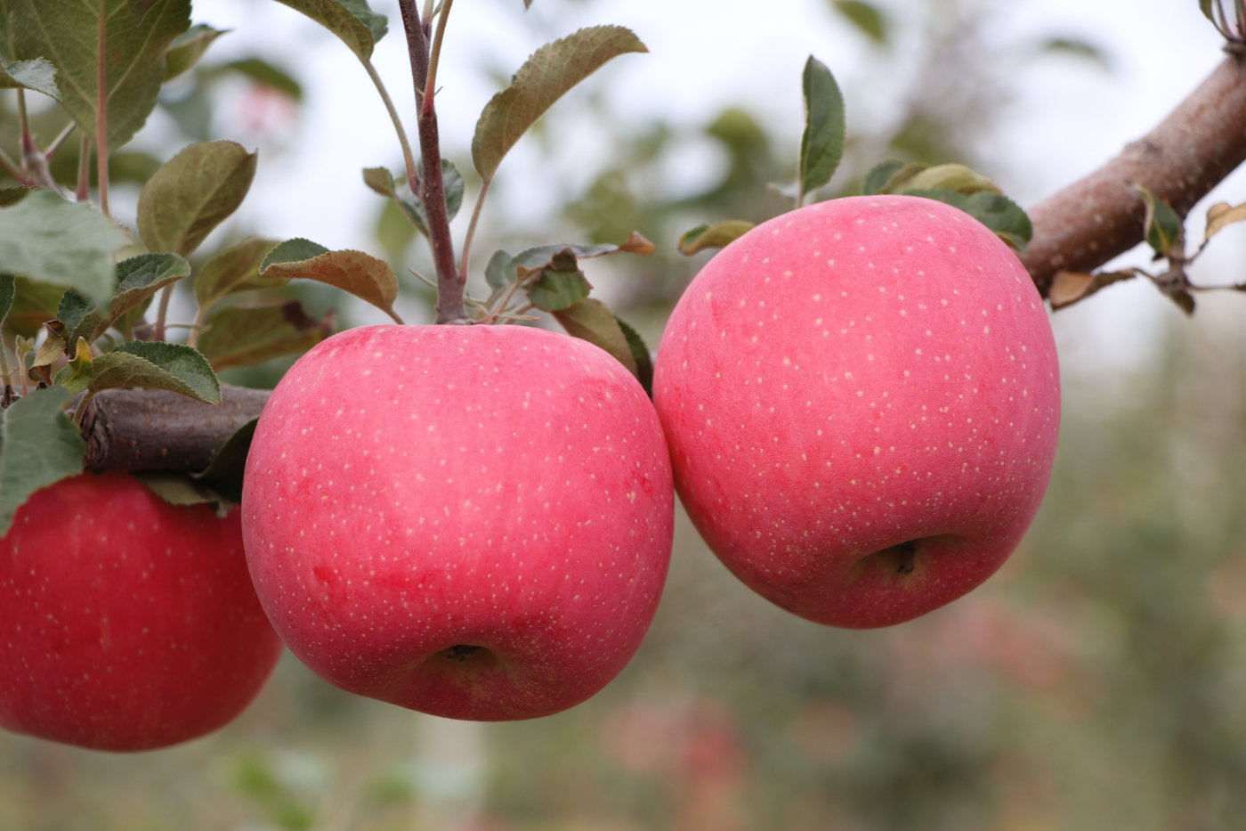 旬邑苹果喜获丰收 百名主播为马栏红苹果代言
