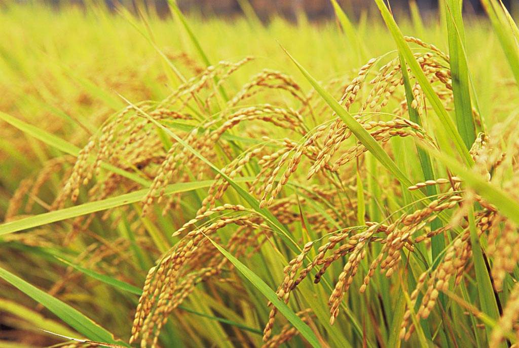 适合酿酒做年糕或专供病人浙产稻米分专业