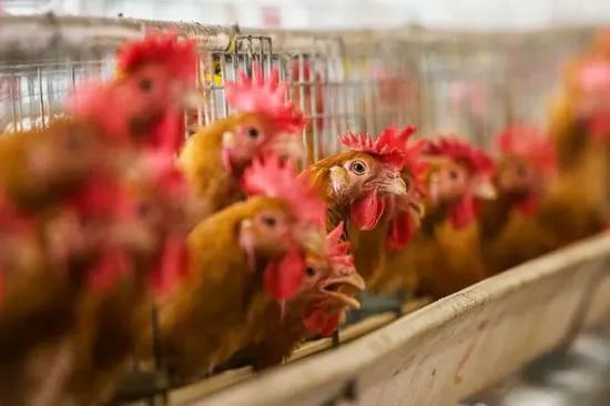 风险抵抗能力弱、盈利波动频繁 晓鸣农牧IPO能否一鸣惊人？