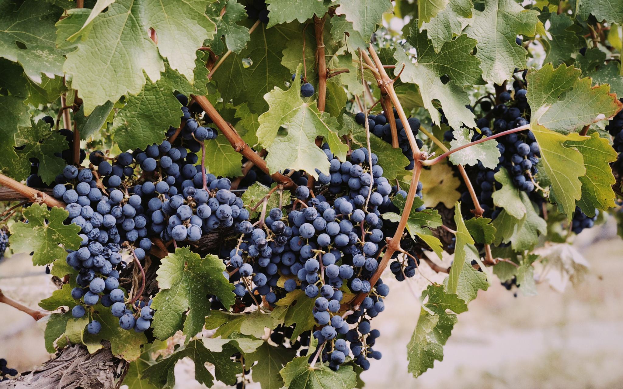 贺兰山东麓的葡萄。新京报记者 吴娇颖 摄