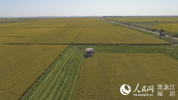 虎林：“七模式”积极创建全国水稻绿色高质高效生产基地