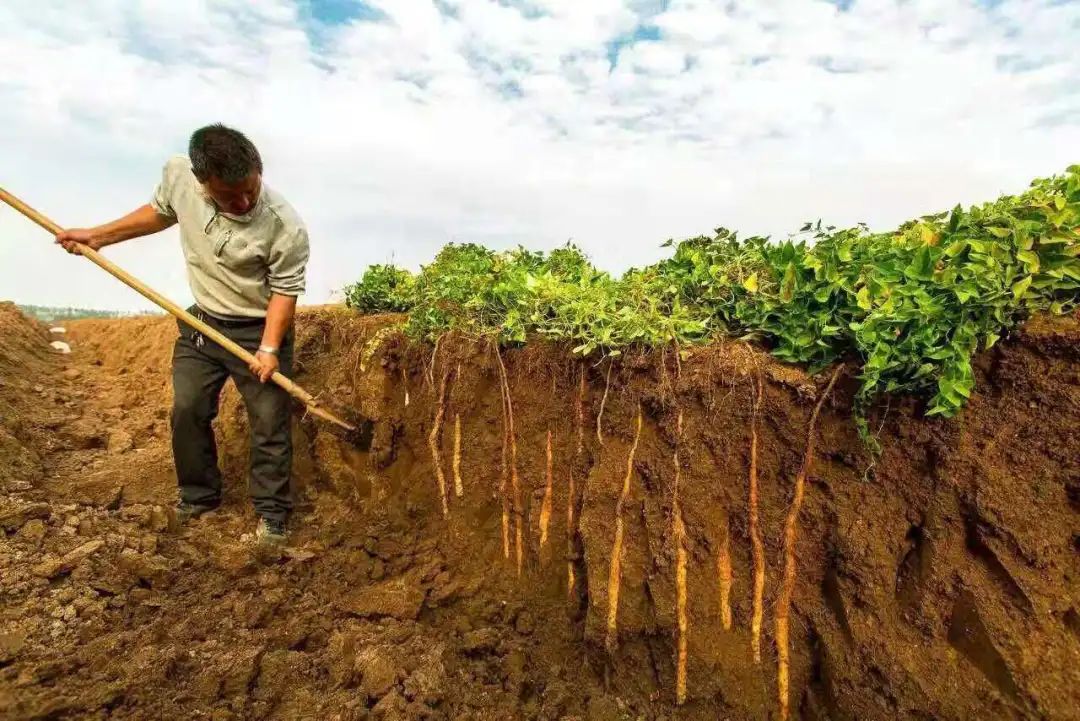 一根铁棍山药从种植到收获,需要经历3 个季节,生长周期长达180 天.