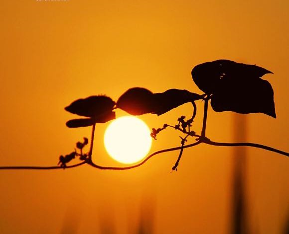 彭淑玲 | 清平乐 * 斜阳叹