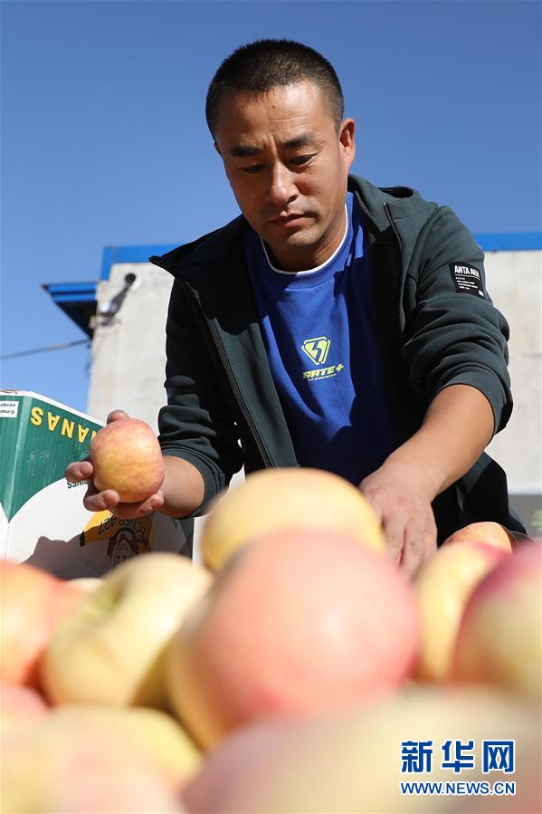 辽宁台安:金秋硕果满枝头|台安县|硕果|果农_新浪新闻