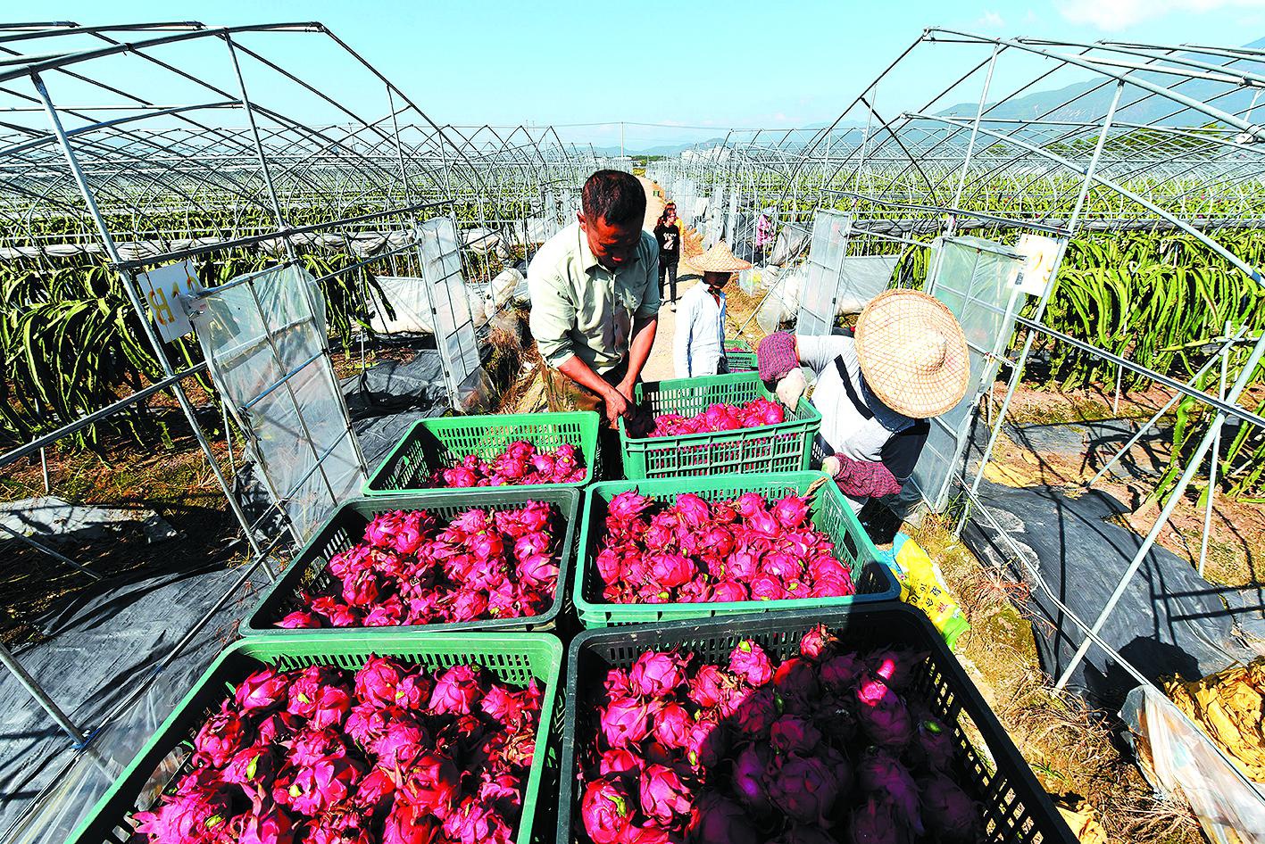 在台湾农民创业园 果农正在采收红心火龙果