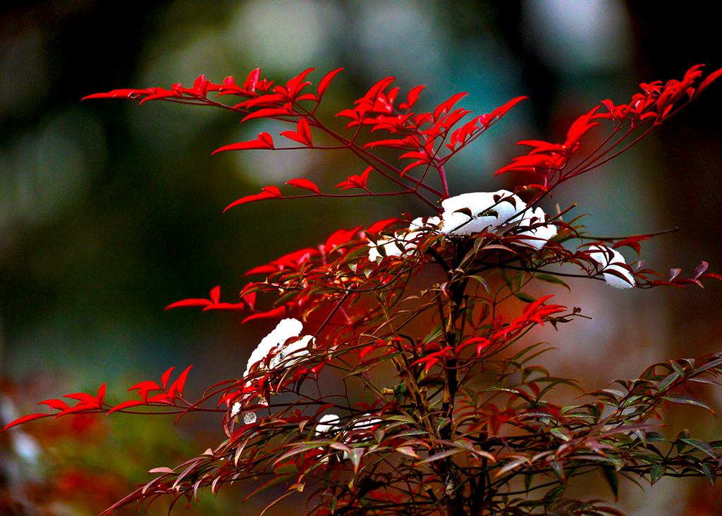 庭院植物南天竹怎么养好?