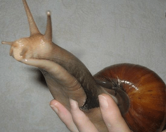 世界上最大的蜗牛, 长度超30厘米比乌龟还要大, 一只卖两千元!