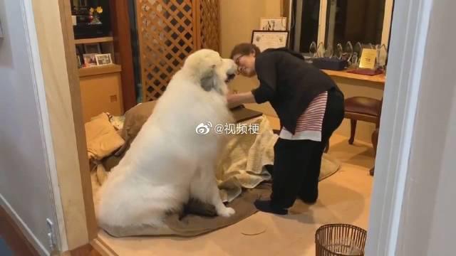 麻麻要收拾家里的被褥时 遭到了大白熊犬alain的反对 麻麻要收拾家里的被褥时 遭到了大白熊犬alain的反对