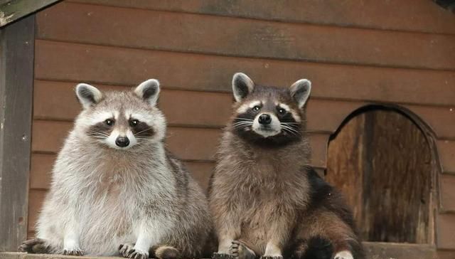 正文       一旁的小母猫顿时生气了,冲着小浣熊狠狠的扇了一巴掌