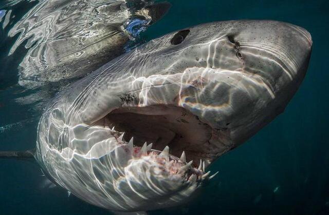 新闻搜索_新浪搜索_新浪网