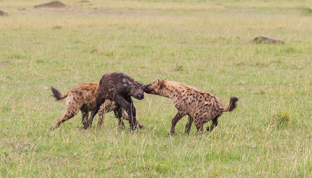 斑鬣狗的声音之谜能用来交流也能自证身份