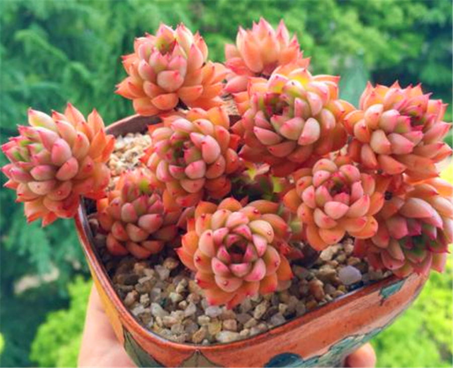 9种爆盆厉害的红色多肉,给点阳光,保证温差,火红喜庆惹人爱