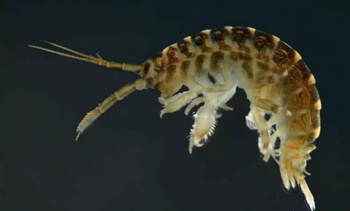 一种活在70℃高温荒漠的虾,被称为神仙虾,它神在哪?