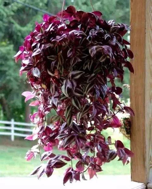 家里养盆吊竹梅不占位置又好养晒晒太阳叶子美如画