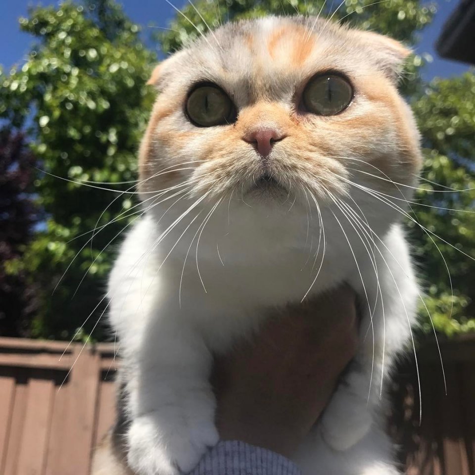 喵星人圆圆的脑袋就是这么可爱