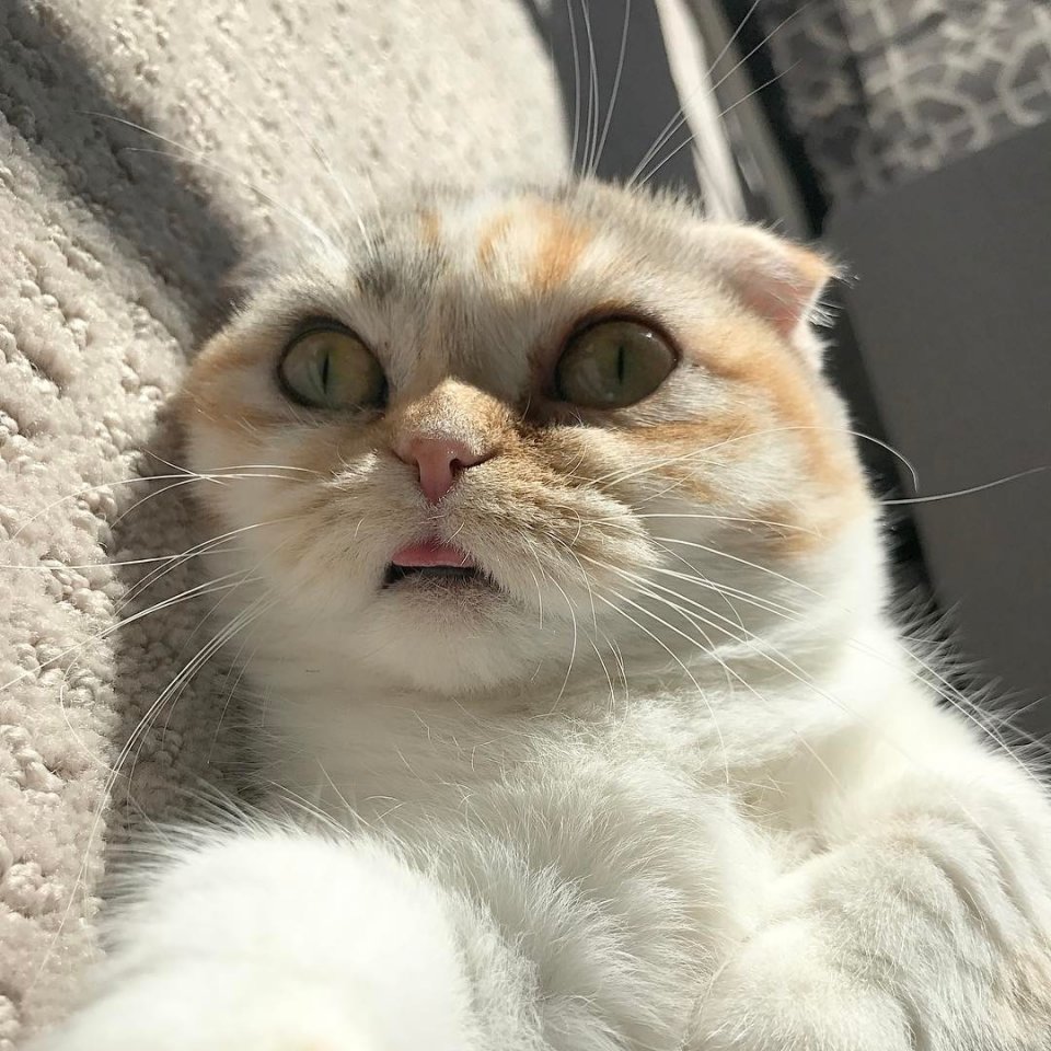 喵星人圆圆的脑袋就是这么可爱