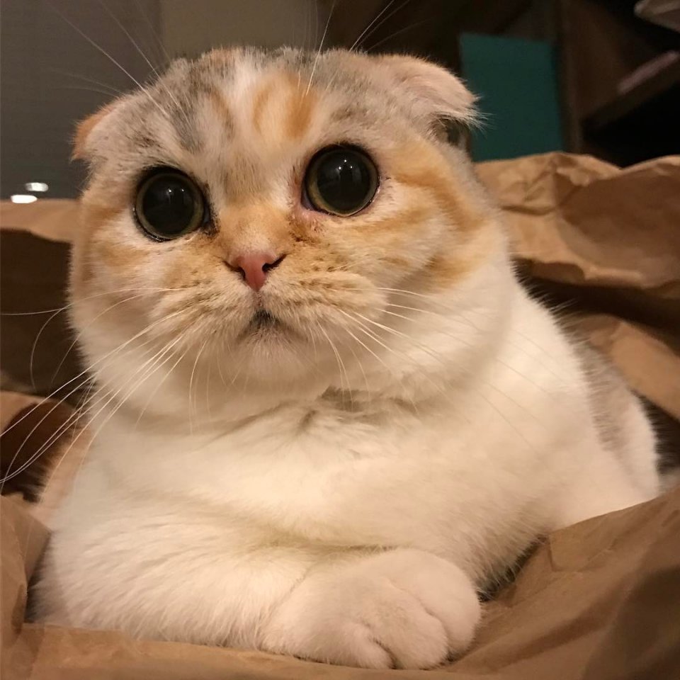 喵星人圆圆的脑袋就是这么可爱