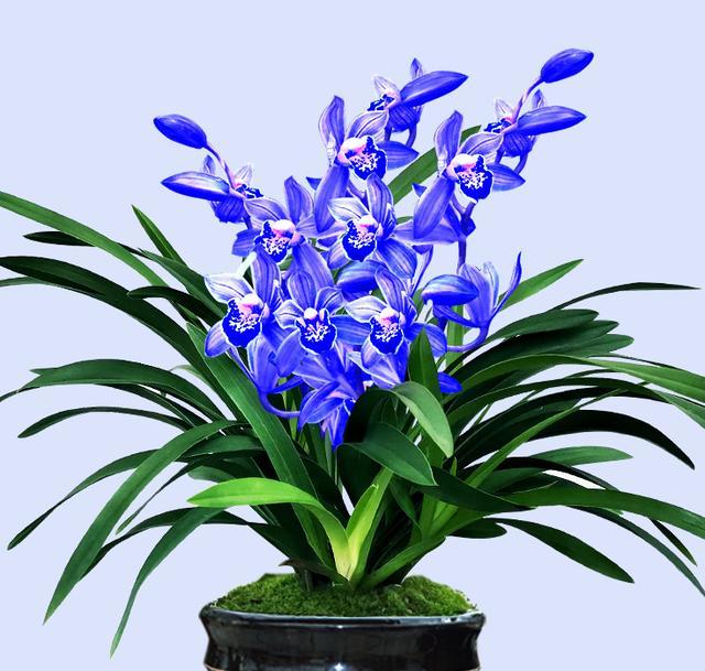 名贵兰花蓝宝石又美又仙花色新颖香味扑鼻好养易打理