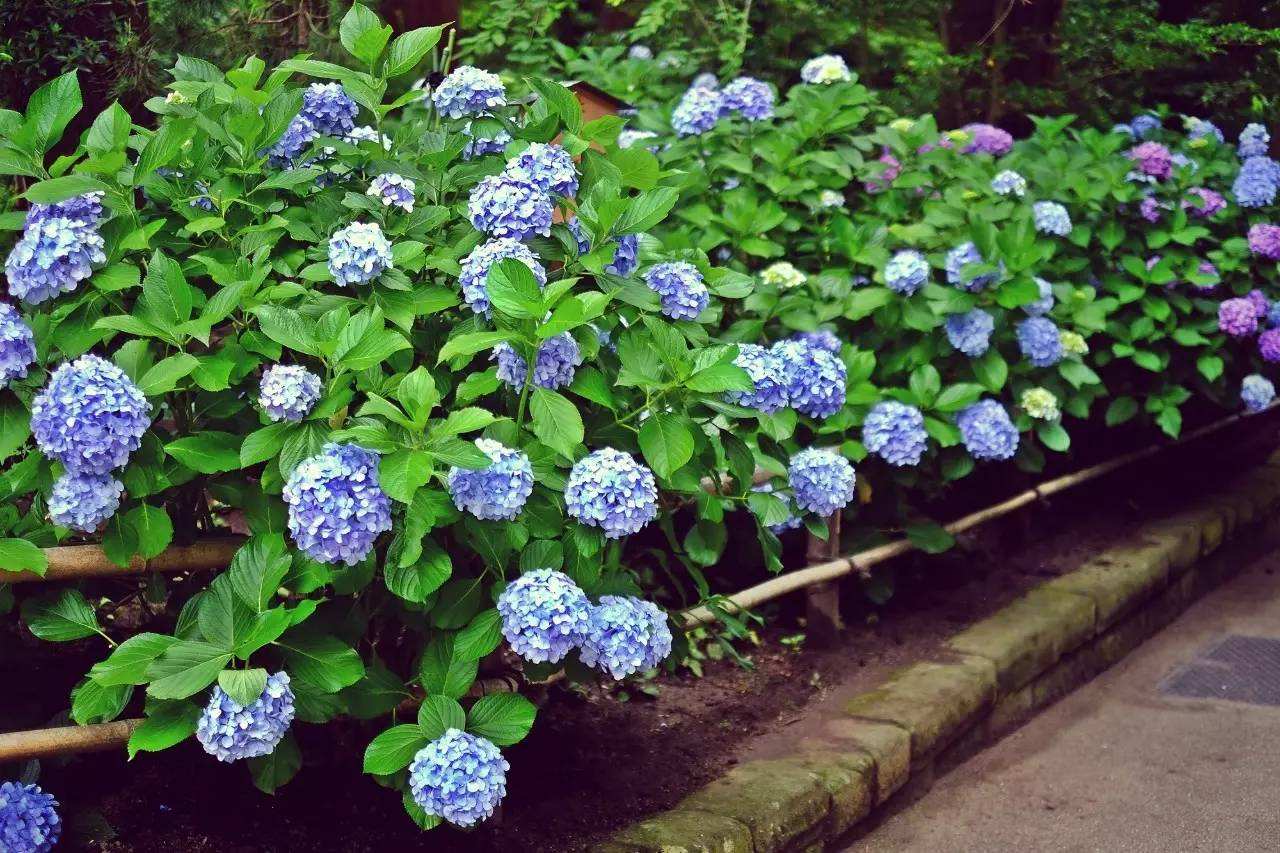花卉植物八仙花怎么栽培好?|八仙花|花色|栽培_新浪新闻