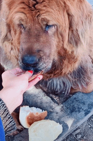 女子徒手喂藏獒吃肉,邻居看到后却有些担心:难道不害怕吗?