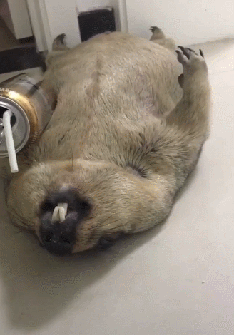 土拔鼠喝酒醉倒鼾声大如天土拔鼠还能干两瓶