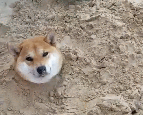 狗狗被宝宝埋了,只露出一个头,场面让人哭笑不得!