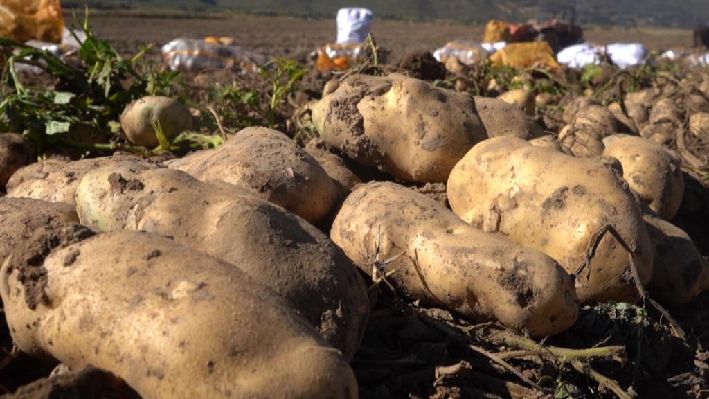 亩产万斤!甘孜县马铃薯高产栽培示范基地大丰收