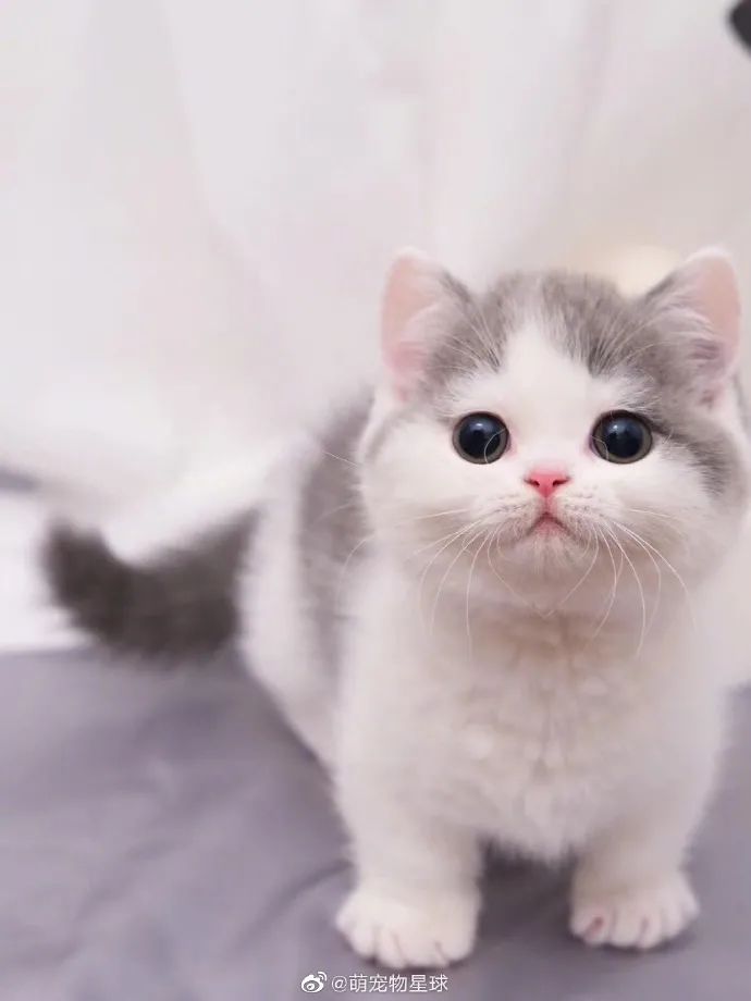 小包子脸矮脚猫好可爱!