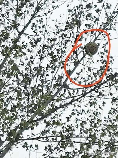 河南4岁男孩被"骷髅蜂"蜇死,家属:疑为"野蜂猎人"捅蜂窝所致