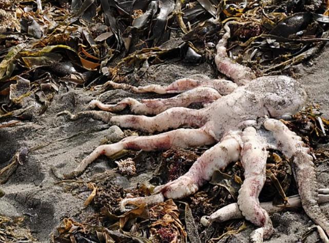 俄罗斯海域离奇遭难:95%海洋生物死绝,游泳者眼痛恶心不止