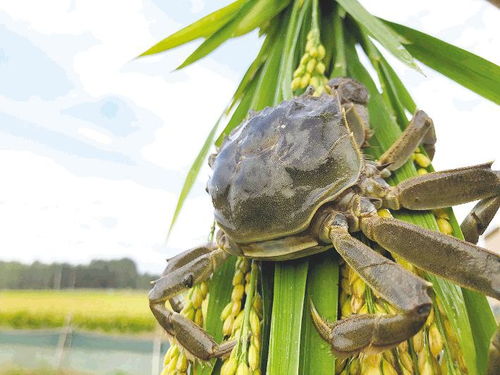 莒县长青源"稻田养蟹"迎来收获期