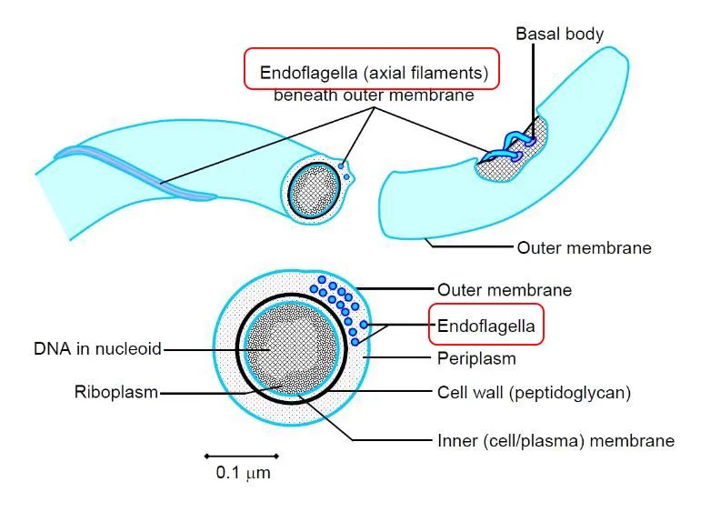 千年木乃伊身上,竟藏着这种年轻的疾病|莱姆病|螺旋体|硬蜱_新浪新闻