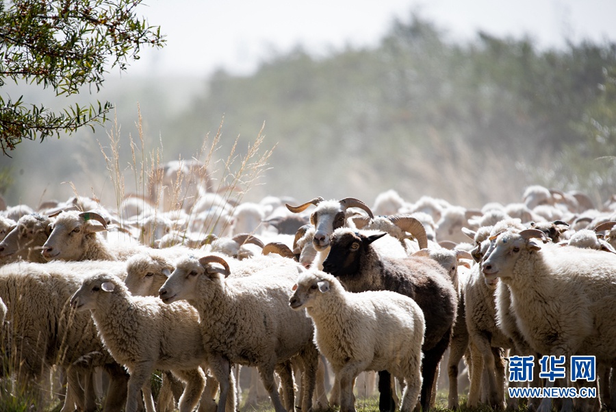 乌兰有"三宝":枸杞 藜麦 茶卡羊