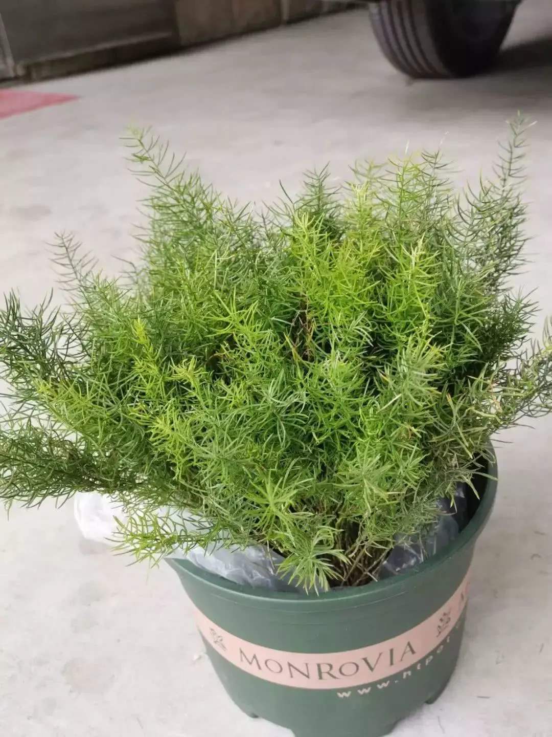 这种竹子与文竹长得像,却有自己的特点,绿翠又耐看