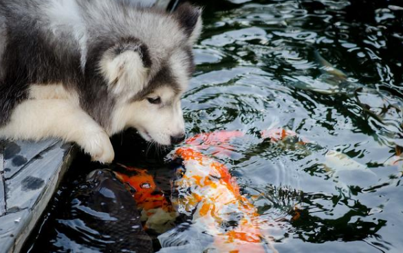 但是鱼也是狗狗爱吃的食物之一,就连家里自己养的金鱼,都可能会被狗狗