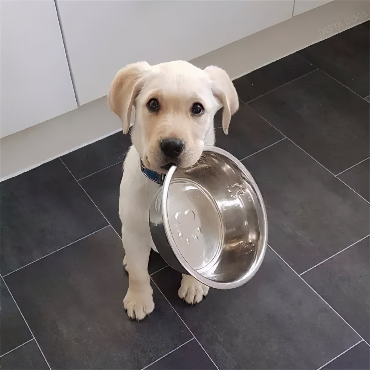 狗子|饭盆|狗粮_新浪新闻