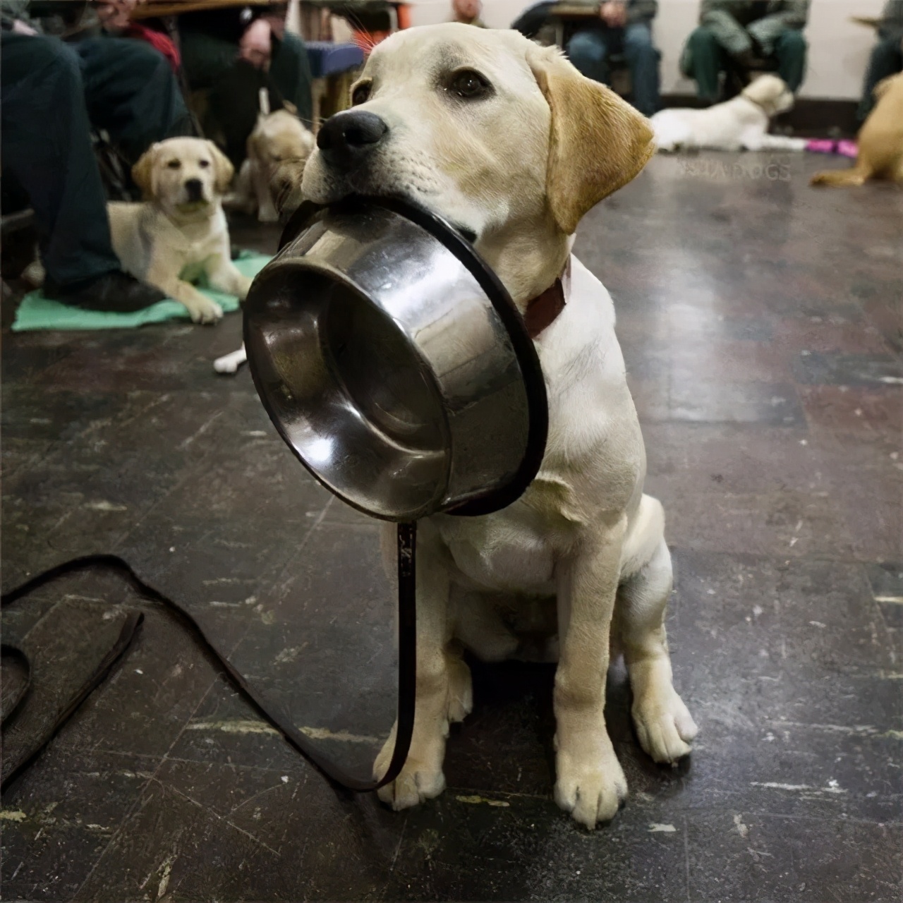 狗子|饭盆|狗粮_新浪新闻