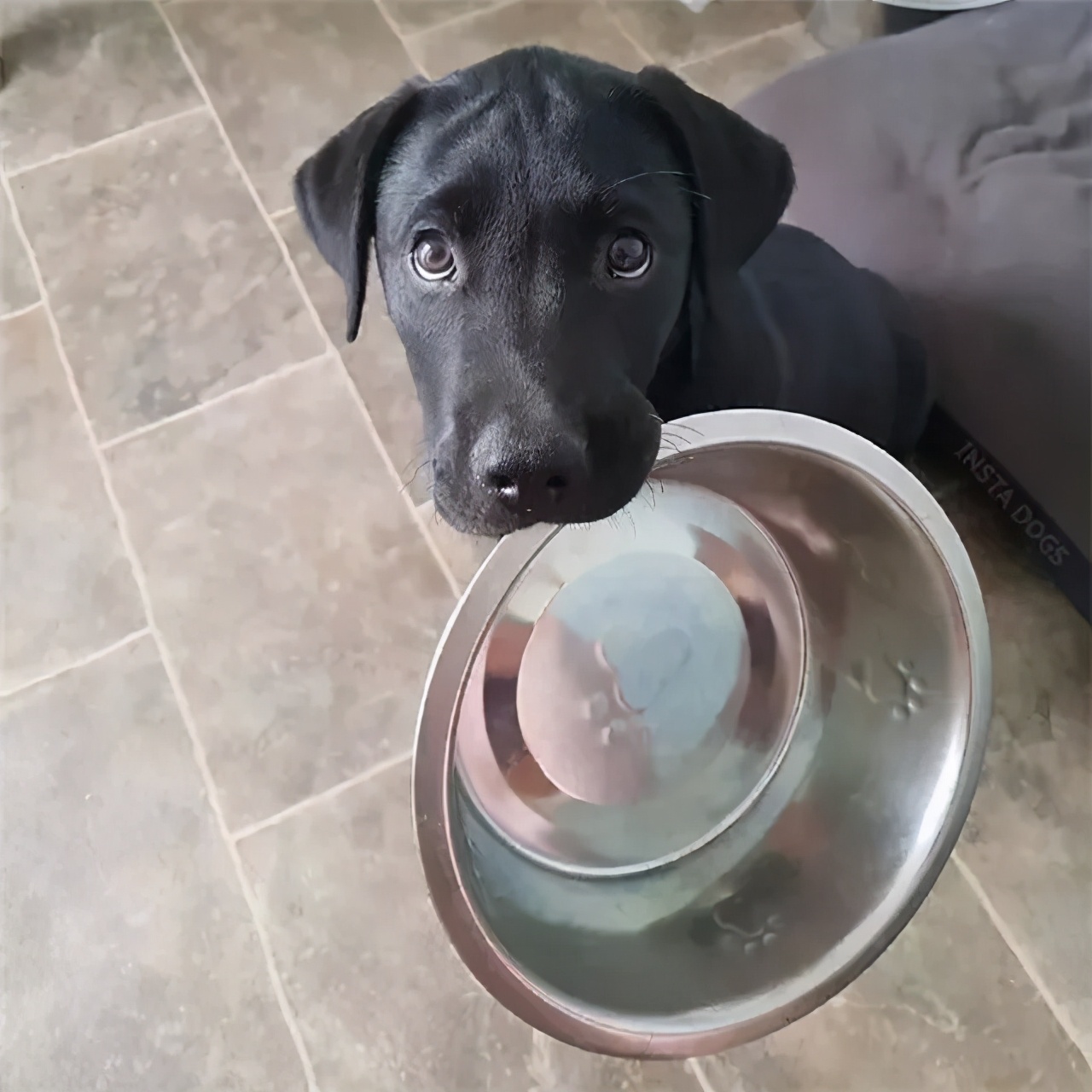 狗子|饭盆|狗粮_新浪新闻