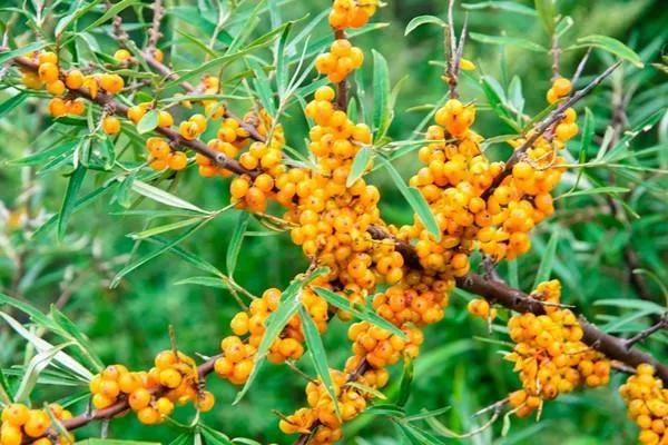 小金沙棘大自然最好的馈赠