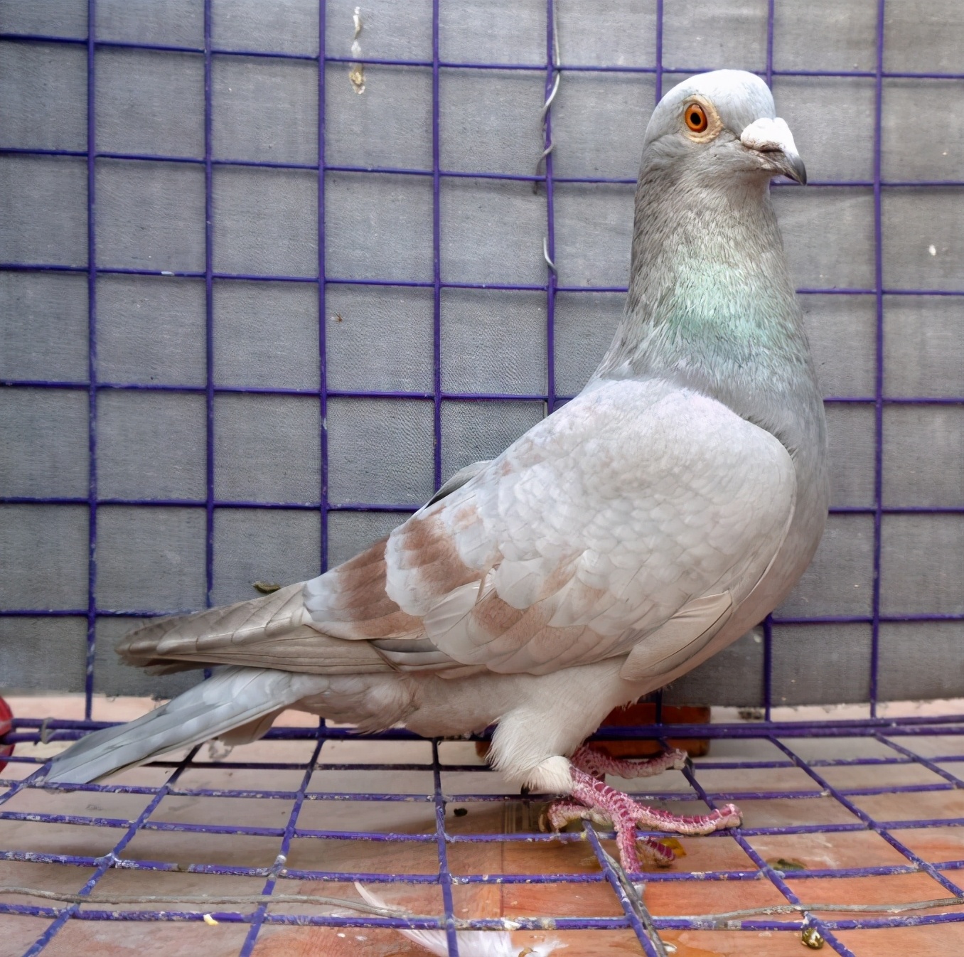 谨慎挑选天落鸟不比血统鸽差