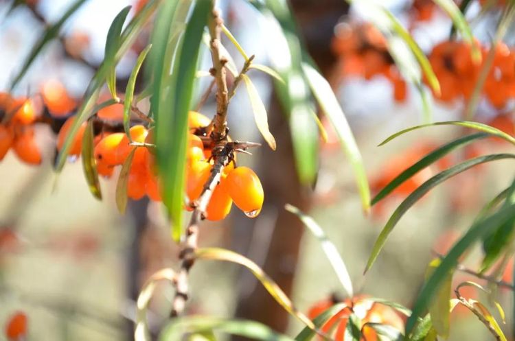 小金沙棘大自然最好的馈赠