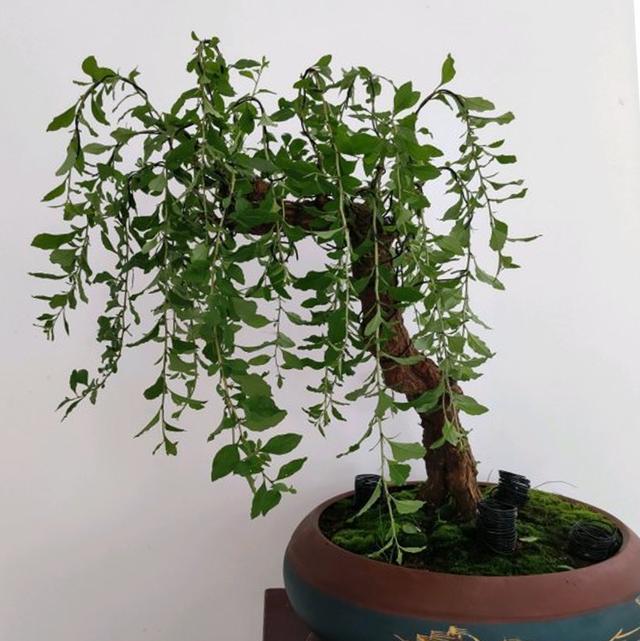 花朵鲜亮果实饱满的吉庆果,枸杞盆栽这么养护,果红叶绿亮盈盈