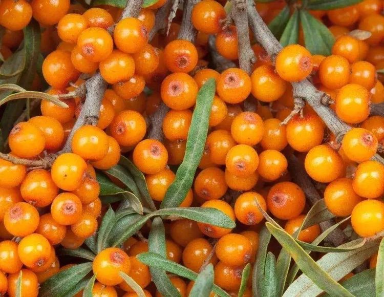 小金沙棘大自然最好的馈赠