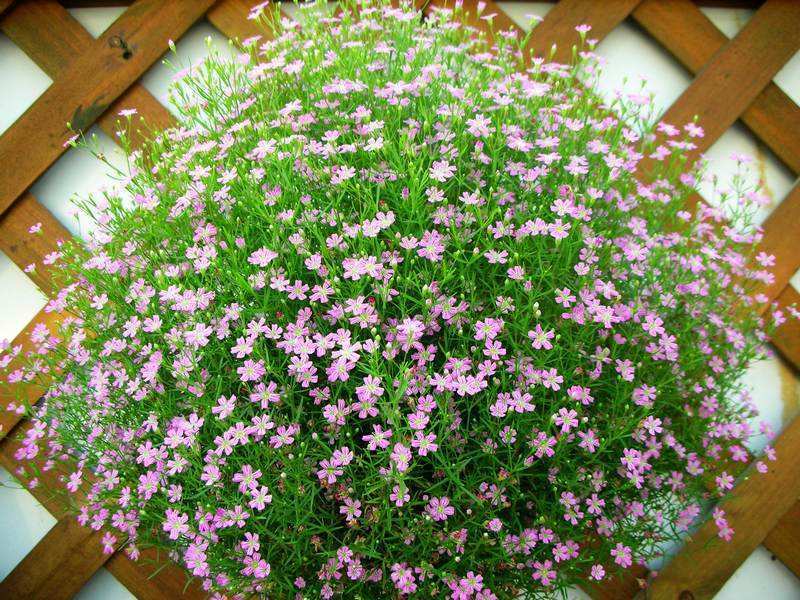 一种小野花走进大众视野,名叫六倍利,开花勤快花色好看|六倍利|季节