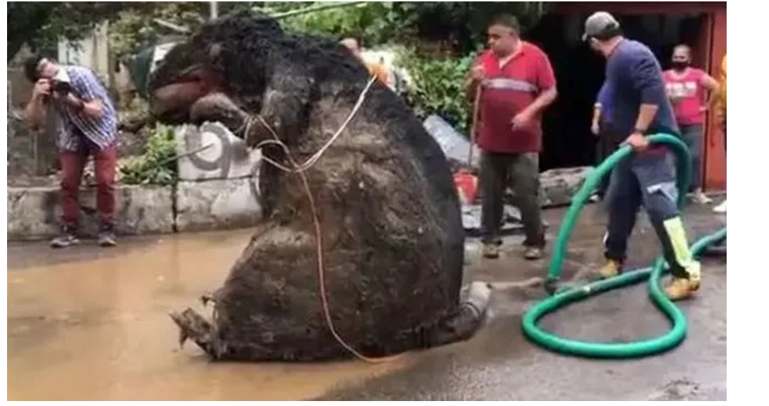 下水道现两米长"巨鼠",清洁工人被吓得不轻,据说有被困了4年