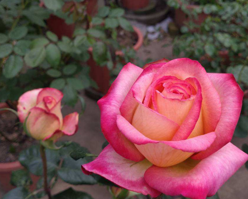 月季花"彩云"特好看,红得像火,开花多,花期长!