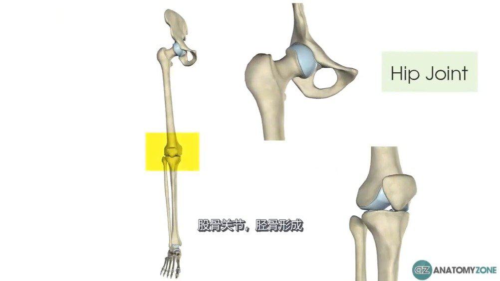股骨-骨骼解剖 股骨(femur)又名大腿骨,髀骨,楗
